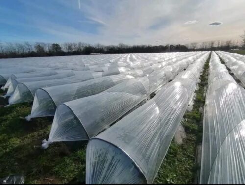 Almácigos plásticos CapoPlast
