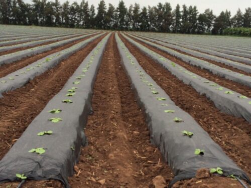 Mulching plástico negro CapoPlast