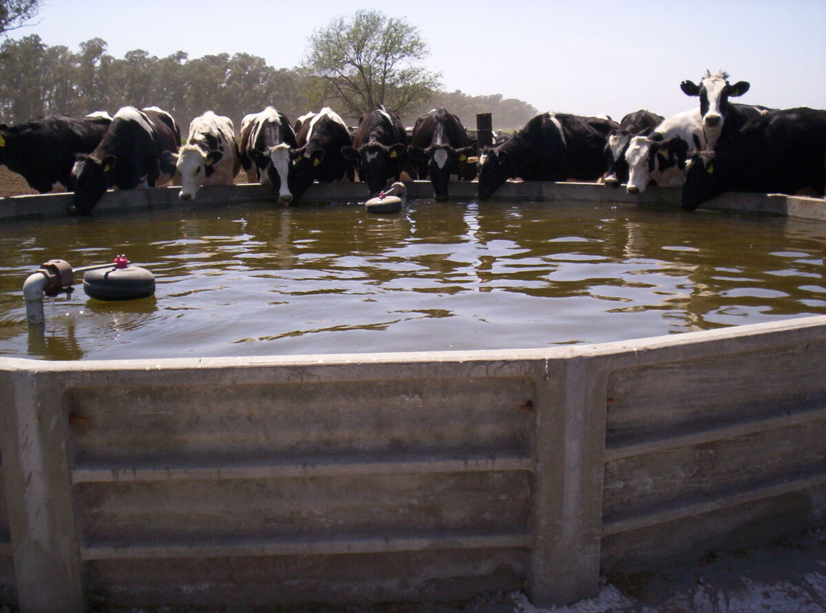 Tanques bebederos