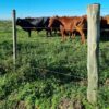 Postes rurales de eucalipto impregnado de 2.2 a 2.5mts.